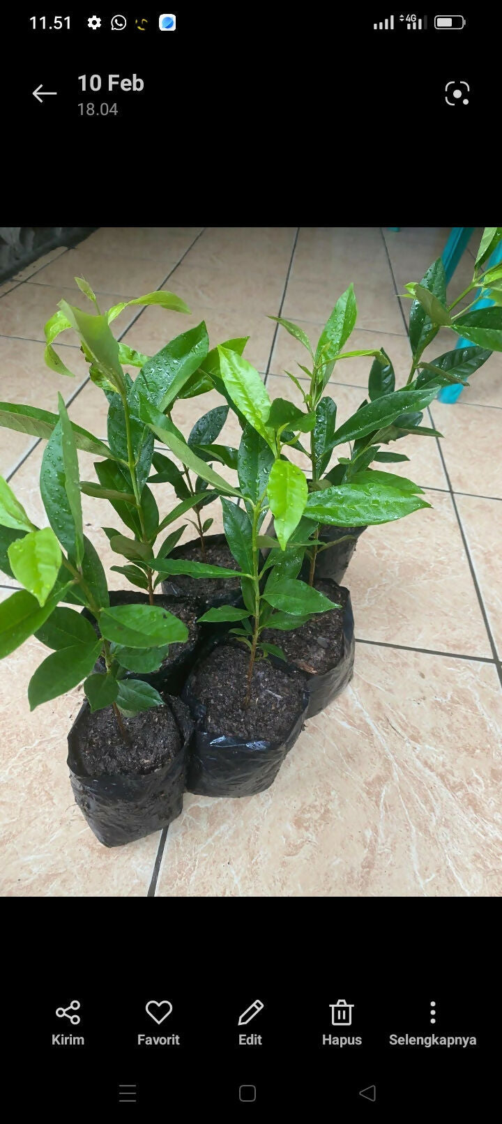 Daun Salam